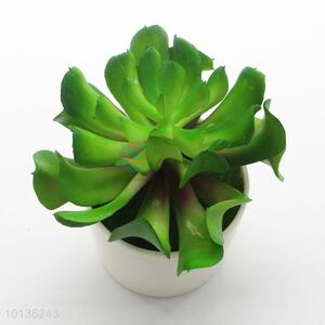 High Quality Small Potted Succulent Plants Decor Mini Plants