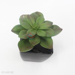 Succulent plastic pots for plants wholesale