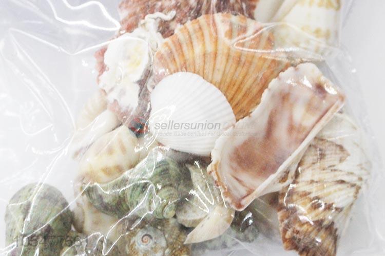 Best Selling Shell/Conch Crafts Fashion Decoration