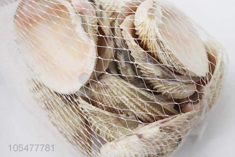 Popular Sea Shell Best Decorative Shell Craft