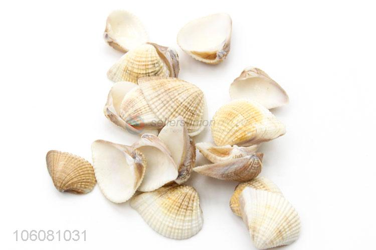 Popular sea shells landscape aquarium decorative