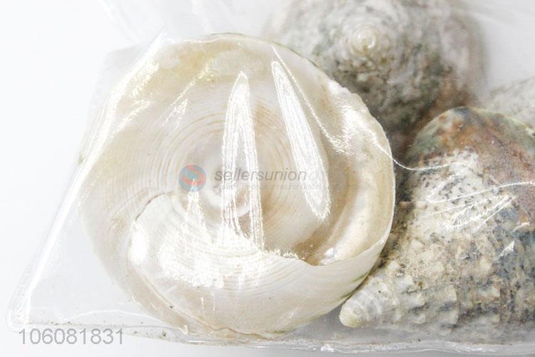 High quality china supplier natural sea shells