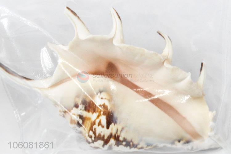 Newest natural sea shell fashion shell conch crafts set